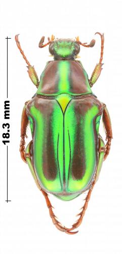 Réf. 255 694 : Pygora lenocinia